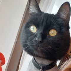 Подробнее об объявлении «Красноярск Пропал кот» Фото: пропала кошка  «Красноярск Пропал кот» в г. Красноярск