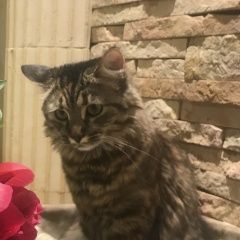 Подробнее об объявлении «Пропала кошка южное измайлово Москва» Фото: пропала кошка  «Пропала кошка южное измайлово Москва» в г. Москва