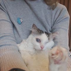 Подробнее об объявлении «Пропала кошка буся выпала из окна Санкт-Петербург» Фото: пропала кошка  «Пропала кошка буся выпала из окна Санкт-Петербург» в г. Санкт-Петербург