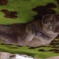 Подробнее об объявлении «Ульяновск Пропал кот» Фото: пропала кошка Британская короткошерстная кошка «Ульяновск Пропал кот» в г. Ульяновск