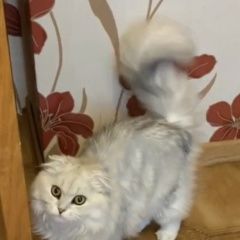 Подробнее об объявлении «Видное Пропала кошка белая с серым оттенком. вислоухая.» Фото: пропала кошка Шелти «Видное Пропала кошка белая с серым оттенком....» в г. Видное