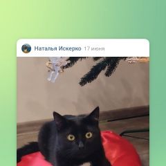 Подробнее об объявлении «Пропал кот чёрный с белым пятном на груд Москва» Фото: пропала кошка  «Пропал кот чёрный с белым пятном на груд Москва» в г. Москва