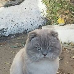 Подробнее об объявлении «Россошь Пропал кот варик. в мае 2019 года.» Фото: пропала кошка  «Россошь Пропал кот варик. в мае 2019 года.» в г. Россошь