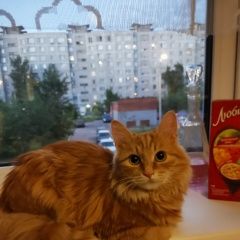 Подробнее об объявлении «Пропала кошка Электросталь» Фото: пропала кошка  «Пропала кошка Электросталь» в г. Электросталь