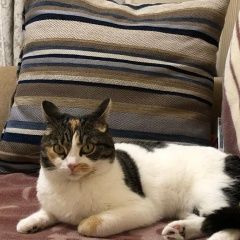 Подробнее об объявлении «Пропала кошка Томск» Фото: пропала кошка  «Пропала кошка Томск» в г. Томск