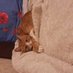 Подробнее об объявлении «Пропал кот любимый рыжий кот в районе марьин Москва» Фото: пропала кошка  «Пропал кот любимый рыжий кот в районе марьин...» в г. Москва