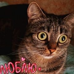 Подробнее об объявлении «Пропала кошка. Санкт-Петербург» Фото: пропала кошка  «Пропала кошка. Санкт-Петербург» в г. Санкт-Петербург