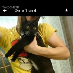 Подробнее об объявлении «Калининград (Кенигсберг) Пропал кот. просим вернуть за вознагражд» Фото: пропала кошка Бобтейл «Калининград (Кенигсберг) Пропал кот. просим...» в г. Калининград (Кенигсберг)