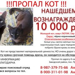 Подробнее об объявлении «Саратов Пропал кот» Фото: пропала кошка  «Саратов Пропал кот» в г. Саратов