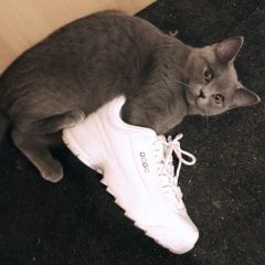 Подробнее об объявлении «Красноярск Пропала кошка шотландка» Фото: пропала кошка  «Красноярск Пропала кошка шотландка» в г. Красноярск