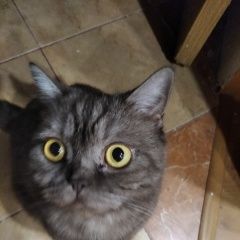 Подробнее об объявлении «Пропала кошка выпала из окна Чебоксары» Фото: пропала кошка Скоттиш страйт (шотландская прямоухая) «Пропала кошка выпала из окна Чебоксары» в г. Чебоксары