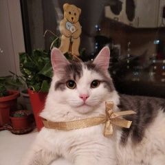 Подробнее об объявлении «Пропал кот Оренбург» Фото: пропала кошка  «Пропал кот Оренбург» в г. Оренбург