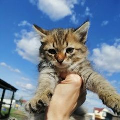 Подробнее об объявлении «Пропал кот Омск» Фото: пропала кошка  «Пропал кот Омск» в г. Омск