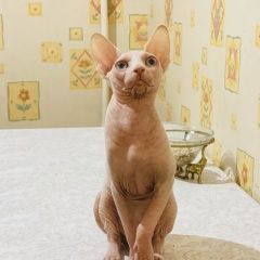 Подробнее об объявлении «Химки Пропал кот» Фото: пропала кошка Сфинкс «Химки Пропал кот» в г. Химки