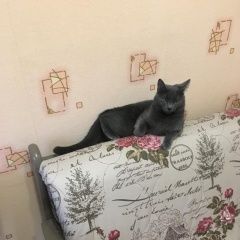 Подробнее об объявлении «Пропала кошка Санкт-Петербург» Фото: пропала кошка Русская голубая кошка «Пропала кошка Санкт-Петербург» в г. Санкт-Петербург