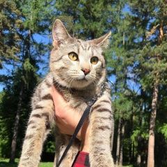Подробнее об объявлении «Пропал кот на метро первомайская Москва» Фото: пропала кошка  «Пропал кот на метро первомайская Москва» в г. Москва