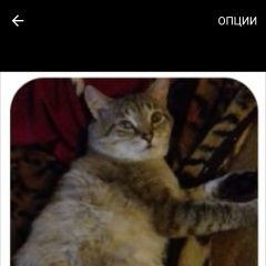 Подробнее об объявлении «Красноярск Пропал котик» Фото: пропала кошка  «Красноярск Пропал котик» в г. Красноярск