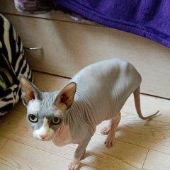 Подробнее об объявлении «Чехов Пропала кошка sos» Фото: пропала кошка Канадский сфинкс «Чехов Пропала кошка sos» в г. Чехов
