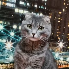Подробнее об объявлении «Пропал кот серый вислоухий кот Омск» Фото: пропала кошка  «Пропал кот серый вислоухий кот Омск» в г. Омск