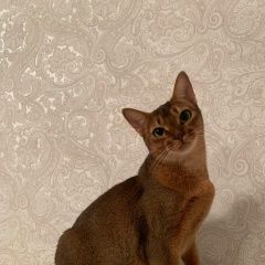 Подробнее об объявлении «Пропала кошка Кострома» Фото: пропала кошка Абиссинская кошка «Пропала кошка Кострома» в г. Кострома