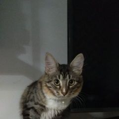 Подробнее об объявлении «Пропала кошка 20 июня шона Одинцово» Фото: пропала кошка  «Пропала кошка 20 июня шона Одинцово» в г. Одинцово