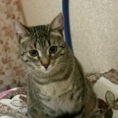 Подробнее об объявлении «Пропала кошка полосатая Москва» Фото: пропала кошка  «Пропала кошка полосатая Москва» в г. Москва