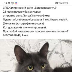 Подробнее об объявлении «Пропал кот Санкт-Петербург» Фото: пропала кошка  «Пропал кот Санкт-Петербург» в г. Санкт-Петербург
