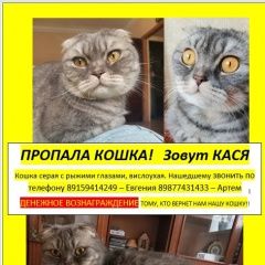 Подробнее об объявлении «Нижний Новгород Пропала кошка вознаграждение гарантирую» Фото: пропала кошка Британская длинношерстная кошка «Нижний Новгород Пропала кошка вознаграждение...» в г. Нижний Новгород