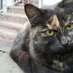 Подробнее об объявлении «Пропала кошка трехцветная кошка Москва» Фото: пропала кошка  «Пропала кошка трехцветная кошка Москва» в г. Москва