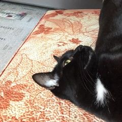 Подробнее об объявлении «Пропала кошка Санкт-Петербург» Фото: пропала кошка Леопардовая собака катахулы «Пропала кошка Санкт-Петербург» в г. Санкт-Петербург