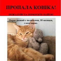 Подробнее об объявлении «Нижний Новгород Пропала кошка» Фото: пропала кошка  «Нижний Новгород Пропала кошка» в г. Нижний Новгород