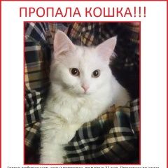 Подробнее об объявлении «Пропала кошка Москва» Фото: пропала кошка  «Пропала кошка Москва» в г. Москва
