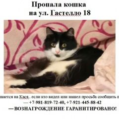 Подробнее об объявлении «Пропала кошка убежала кошка, гастелло 18 Санкт-Петербург» Фото: пропала кошка  «Пропала кошка убежала кошка, гастелло 18...» в г. Санкт-Петербург