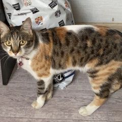 Подробнее об объявлении «Пропала кошка Краснодар» Фото: пропала кошка  «Пропала кошка Краснодар» в г. Краснодар
