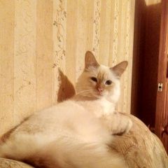 Подробнее об объявлении «Тольятти Пропал кот» Фото: пропала кошка  «Тольятти Пропал кот» в г. Тольятти