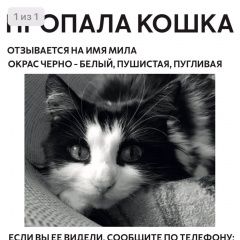 Подробнее об объявлении «Пропала кошка Москва» Фото: пропала кошка  «Пропала кошка Москва» в г. Москва