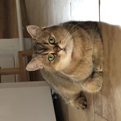 Подробнее об объявлении «Пропал котик 6 лет, зовут барри Немчиновка» Фото: пропала кошка Британская короткошерстная кошка «Пропал котик 6 лет, зовут барри Немчиновка» в г. Немчиновка