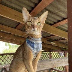 Подробнее об объявлении «Лобня Пропала кошка в с. федоскино» Фото: пропала кошка Абиссинская кошка «Лобня Пропала кошка в с. федоскино» в г. Лобня