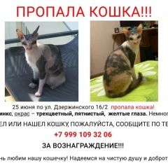 Подробнее об объявлении «Пропала кошка Оренбург» Фото: пропала кошка Донской сфинкс «Пропала кошка Оренбург» в г. Оренбург