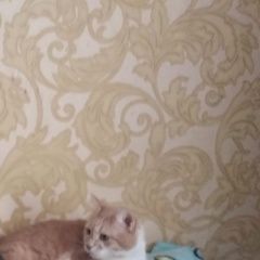 Подробнее об объявлении «Пропал кот Королев» Фото: пропала кошка  «Пропал кот Королев» в г. Королев