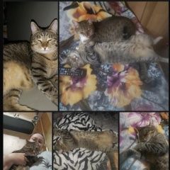 Подробнее об объявлении «Пропала кошка очень ждём дома Москва» Фото: пропала кошка  «Пропала кошка очень ждём дома Москва» в г. Москва