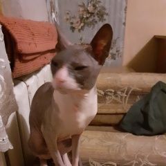 Подробнее об объявлении «Орел Пропал кот породы сфинкс» Фото: пропала кошка Донской сфинкс «Орел Пропал кот породы сфинкс» в г. Орел