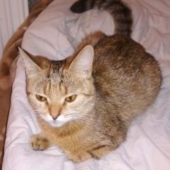 Подробнее об объявлении «Чехов Пропала кошка» Фото: пропала кошка  «Чехов Пропала кошка» в г. Чехов