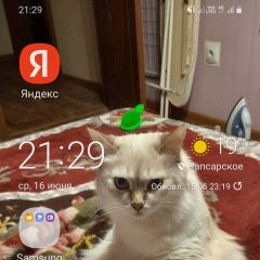 Подробнее об объявлении «Пропала кошка невская маскарадная Чебоксары» Фото: пропала кошка  «Пропала кошка невская маскарадная Чебоксары» в г. Чебоксары