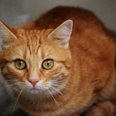 Подробнее об объявлении «Обнинск Пропал кот» Фото: пропала кошка  «Обнинск Пропал кот» в г. Обнинск