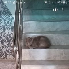 Подробнее об объявлении «Пропал кот Ставрополь» Фото: пропала кошка  «Пропал кот Ставрополь» в г. Ставрополь