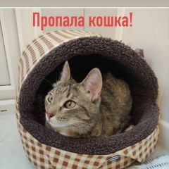 Подробнее об объявлении «Жуковский Пропала кошка» Фото: пропала кошка  «Жуковский Пропала кошка» в г. Жуковский