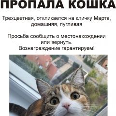 Подробнее об объявлении «Воронеж Пропала кошка» Фото: пропала кошка  «Воронеж Пропала кошка» в г. Воронеж