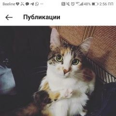 Подробнее об объявлении «Пропала кошка Москва» Фото: пропала кошка  «Пропала кошка Москва» в г. Москва