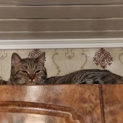Подробнее об объявлении «Пропал кот зовут тиша. Щелково» Фото: пропала кошка  «Пропал кот зовут тиша. Щелково» в г. Щелково